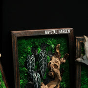 Alocasia Moss Wall: Silver Vein — Medium - image 1