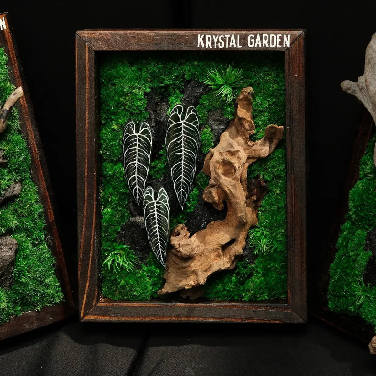 Alocasia Moss Wall: Silver Vein — Collector