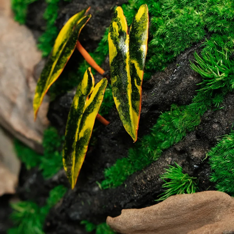 Tropical Moss Wall: Golden Canopy — Small - image 1