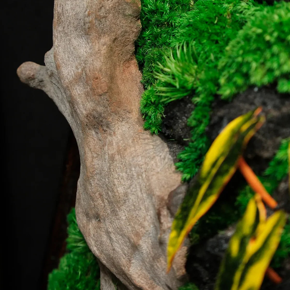 Tropical Moss Wall: Golden Canopy — Collector - image 1