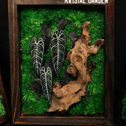 Alocasia Moss Wall: Silver Vein — Collector - image 2