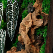 Alocasia Moss Wall: Silver Vein — Small - image 1