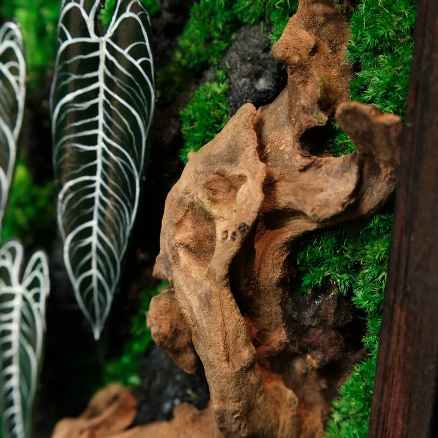 Alocasia Moss Wall: Silver Vein — Small - image 1
