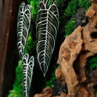 Alocasia Moss Wall: Silver Vein — Collector - image 3