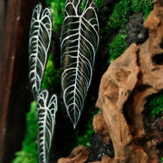 Alocasia Moss Wall: Silver Vein — Collector - image 3