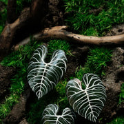Alocasia Moss Wall: Silver Vein — Medium - image 3