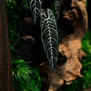Alocasia Moss Wall: Silver Vein — Small - image 2