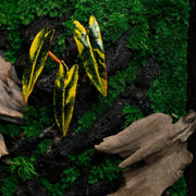 Tropical Moss Wall: Golden Canopy — Small - image 2