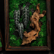 Alocasia Moss Wall: Silver Vein — Small - image 3