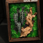 Alocasia Moss Wall: Silver Vein — Collector - image 4