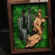Alocasia Moss Wall: Silver Vein — Collector - image 4