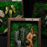 Alocasia Moss Wall: Silver Vein — Small - image 4