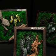 Alocasia Moss Wall: Silver Vein — Medium - image 4