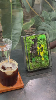 Jungle Terrarium Moss Art | Desk & Shelf Display | Glass Shadow Box