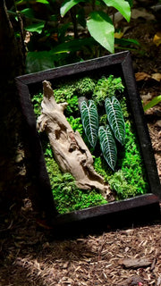 Signature Moss Wall Art | Wall & Desk Display | Branded Walnut Frame